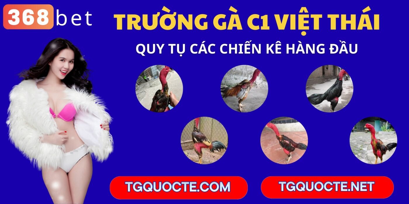 trường gà c1 việt thái